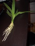 la bouture avc de trés belle racine juste avant d'etre mis en pot