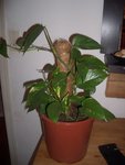 Rhaphidophora
