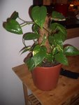 Rhaphidophora 2