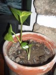 la bouture du Rhaphidophora