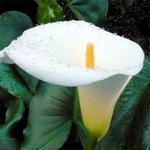 j'adore cette fleur