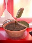 la plante