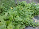 DSC01330.JPG