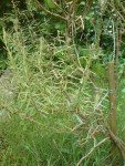 DSC01328.JPG
