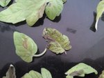 feuilles malades