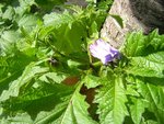 DSCN3155 copie.jpg