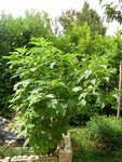 DSCN2115 copie.jpg