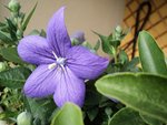 DSC00056 [1600x1200].JPG