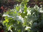 DSCN1067.JPG