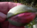DSCN1068.JPG