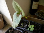 DSCN1064.JPG