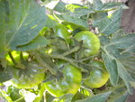 DSCN1069.JPG