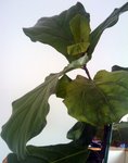 plante.jpg