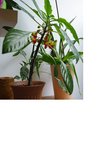 plante mystere1.jpg