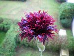 100_0009_resize.jpg