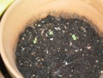 voila à quoi ressemble ma paresseuse menthe