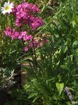022 - Copie.JPG