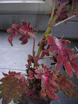 DSCN9713.JPG