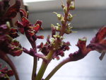 DSCN9716.JPG