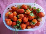 fraises.JPG
