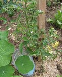 Plantée en pleine terre