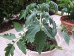 Celle-ci plantée dans un pot.