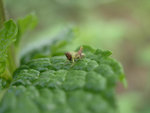 bestiole potager-2.jpg