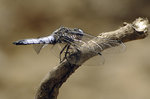 libellule-1.jpg