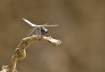 libellule-2-.jpg