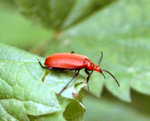insecte-mathilde.jpg