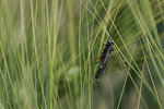 insecte-mathilde-2.jpg