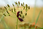 insecte-mathilde-3.jpg