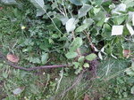 Photos-0003.jpg