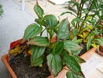 P2200164 rudbeckia maladie taches.JPG