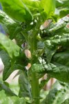 Plante 2 (voir post du 19 mai) actualisée.