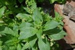 Plante 3
