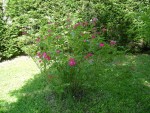 DSC00589 - Copie.JPG