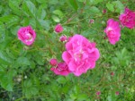 DSC00592 - Copie.JPG