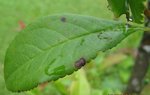 LES FEUILLES MALADES