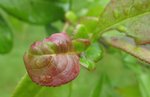 LES NOUVELLES FEUILLES SONT ROUGES MAIS ELLES SE RETOURNENET ET SE DéFORMENT!! MALADES??