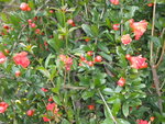 DSCN1063.JPG