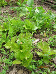 Melange-13juin10-detail.jpg