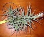 Tillandsia pour échange.jpg