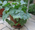 MaladieCourgetteEnPot-2008_2.jpg