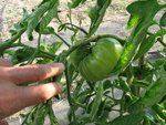 noire de crimé, la première grosse tomate que je vais manger je pense