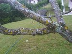 IMG00077-20100614-1953.jpg