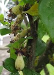 photo  10  <br /><br />les petits fruits