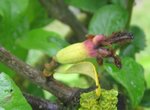 photo   9    <br /><br />petit fruit