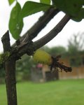 photo  8 <br /><br />petit fruit