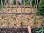 30 pieds de tomates que je n'aurai plus à arroser !